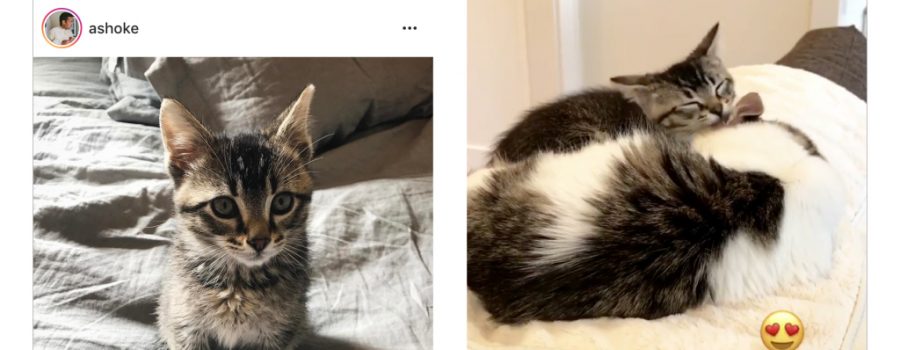 instagram stories feed